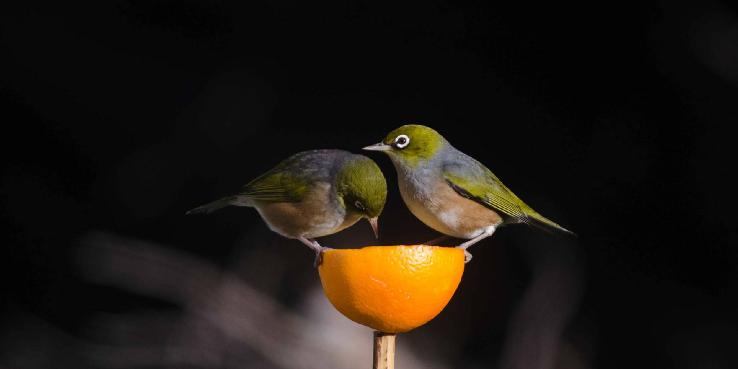 How to Feed Native Birds in your Garden Forest and Bird